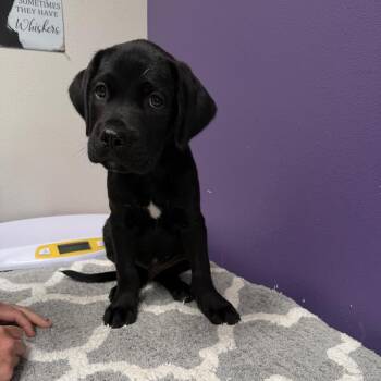 Bear -  Mixed Breed Dog for Adoption in Englewood, Florida - Bear | PetCurious