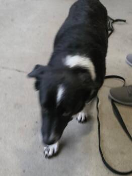 Dave -  Border Collie and Australian Cattle Dog Blue Heeler Dog for Adoption in Indianapolis, Indiana - Dave | PetCurious