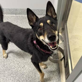 German Shepherd Dog Dogs Available for Adoption - Nia | PetCurious