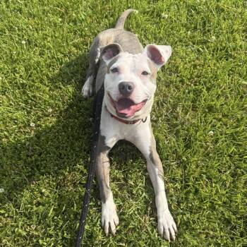 Pluto -  Terrier Dog for Adoption in North Syracuse, New York - Pluto | PetCurious
