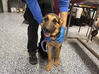 A1938325 -  German Shepherd Dog Dog for Adoption in Thousand Palms, California - A1938325 | PetCurious