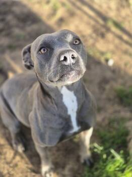 Rescue Pit Bull Terrier Dogs for Adoption in Dover, Arkansas - Maple | PetCurious