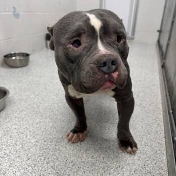 American Hairless Terrier and Pit Bull Terrier Dogs Available for Adoption - Tank | PetCurious