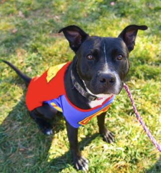 Rescue American Staffordshire Terrier and Mixed Breed Dogs for Adoption in Fishers, Indiana - Marty | PetCurious