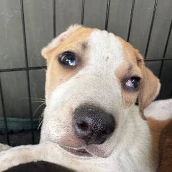 Ghost -  Mixed Breed Dog for Adoption in Milton, Florida - Ghost | PetCurious