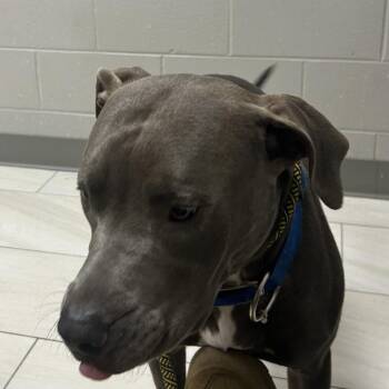 Pit Bull Terrier Dogs Available for Adoption in Lufkin, Texas - Toby | PetCurious