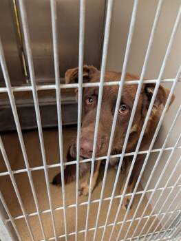 DUNCAN -  Australian Shepherd and German Shepherd Dog Dog for Adoption in Sacramento, California - DUNCAN | PetCurious