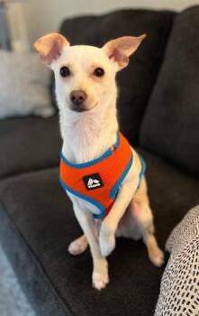 Rescue Terrier Dogs for Adoption in Santa Cruz, California - Jack | PetCurious