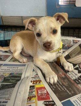 Chihuahua and Beagle Dogs Available for Adoption - Cedric | PetCurious