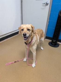 A534773 -  Labrador Retriever Dog for Adoption in St. Peters, Missouri - A534773 | PetCurious