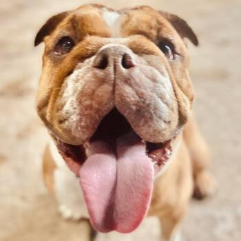 Padme -  English Bulldog Dog for Adoption in Sarasota, Florida - Padme | PetCurious