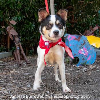 Poma -  Terrier Dog for Adoption in Wake Forest, North Carolina - Poma | PetCurious