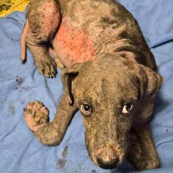 Raggedy Ann aka Annie -  Black Labrador Retriever Dog for Adoption in Grand Bay, Alabama - Raggedy Ann Aka Annie | PetCurious