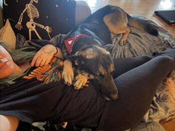 German Shepherd Dog and Mixed Breed Dogs Available for Adoption - Casanova | PetCurious