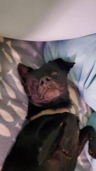 Fletch -  Mixed Breed and Chihuahua Dog for Adoption in Valley Stream, New York - Fletch | PetCurious