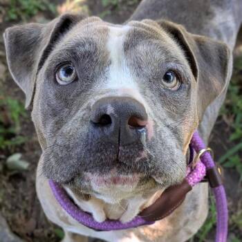 Rose -  Mixed Breed Dog for Adoption in Saint Charles, Missouri - Rose | PetCurious