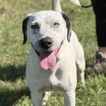 Hida -  Pit Bull Terrier Dog for Adoption in Gloucester, Virginia - Hida | PetCurious