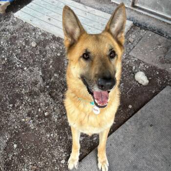 Buck (26-351) -  German Shepherd Dog Dog for Adoption in New Ringgold, Pennsylvania - Buck (26-351) | PetCurious