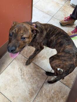 Rupert -  Mixed Breed Dog for Adoption in Cincinnati, Ohio - Rupert | PetCurious