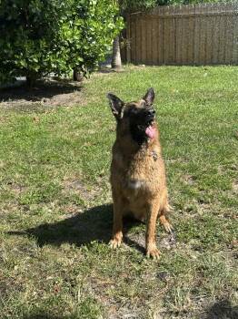 Rescue German Shepherd Dog Dogs for Adoption in Pompano Beach, Florida - Max 3140 | PetCurious