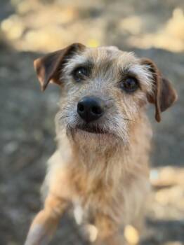 Rudolf-One of our Amazing Rescue Dogs -  Border Terrier and Mixed Breed Dog for Adoption in Carlsbad, California - Rudolf-One Of Our Amazing Rescue Dogs | PetCurious