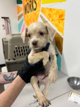 Dandy -  Mixed Breed Dog for Adoption in Thousand Oaks, California - Dandy | PetCurious