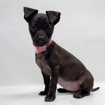 684 (2026) Dior -  Chihuahua and Mixed Breed Dog for Adoption in Parker, Colorado - 684 (2026) Dior | PetCurious