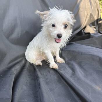 Carver -  Yorkshire Terrier Dog for Adoption in Hartselle, Alabama - Carver | PetCurious