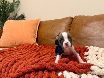 Domino Easy Does It -  Pit Bull Terrier and French Bulldog Dog for Adoption in Friendswood, Texas - Domino Easy Does It | PetCurious