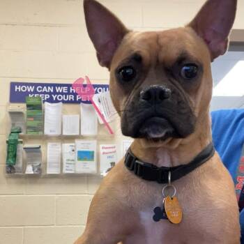 RJ (Pearson) -  Mixed Breed Dog for Adoption in Memphis, Tennessee - RJ (Pearson) | PetCurious