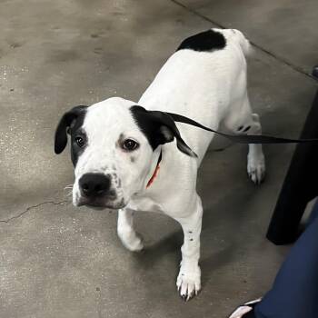 Terrier Dogs Available for Adoption in Tampa, Florida - Milo | PetCurious