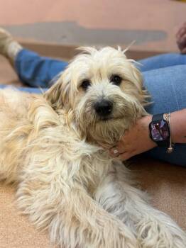 Airedale Terrier and Terrier Dogs Available for Adoption in Lovingston, Virginia - Holly Jane | PetCurious