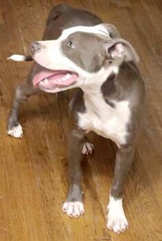 Willis -  Mixed Breed Dog for Adoption in Savannah, Georgia - Willis | PetCurious