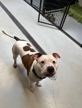 Rescue Pit Bull Terrier Dogs for Adoption in Mokena, Illinois - Kane | PetCurious