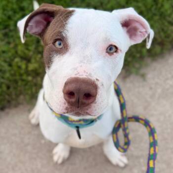 Clock It -  Mixed Breed Dog for Adoption in Davenport, Iowa - Clock It | PetCurious