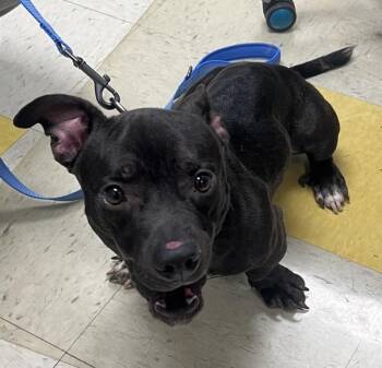 Dachshund and Pit Bull Terrier Dogs Available for Adoption - Chili | PetCurious