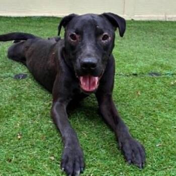 Blackie JuM -  Black Labrador Retriever and Pit Bull Terrier Dog for Adoption in Austin, Texas - Blackie JuM | PetCurious