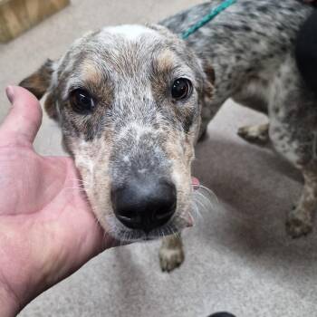 Clyde -  Australian Cattle Dog Blue Heeler and Mixed Breed Dog for Adoption in Ardmore, Oklahoma - Clyde | PetCurious