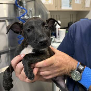 Belgian Shepherd Malinois and Pit Bull Terrier Dogs Available for Adoption in Englewood, Florida - Oreo | PetCurious