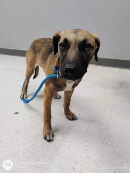 Terrier and Mixed Breed Dogs Available for Adoption - Jarrett | PetCurious