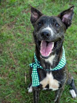 Tony -  Mixed Breed Dog for Adoption in Myrtle Beach, South Carolina - Tony | PetCurious