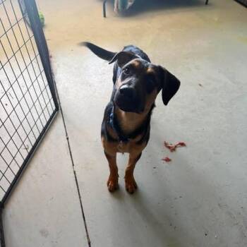 Bandit -  Shepherd and Rottweiler Dog for Adoption in Bend, Oregon - Bandit | PetCurious