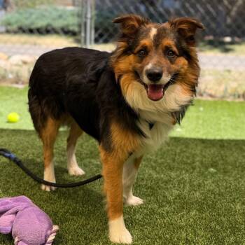Ranger -  Husky Dog for Adoption in Durango, Colorado - Ranger | PetCurious