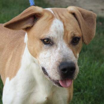 Rescue Beagle and Australian Cattle Dog Blue Heeler Dogs for Adoption in Eaton, Ohio - Pogo | PetCurious