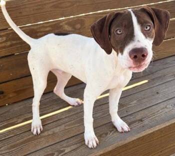 Marco -  German Shorthaired Pointer and Mixed Breed Dog for Adoption in Port St. Joe, Florida - Marco | PetCurious