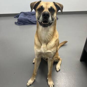 Chief -  Mixed Breed and Boxer Dog for Adoption in Roanoke, Virginia - Chief | PetCurious