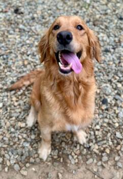 Roxy Hart -  Golden Retriever Dog for Adoption in Milton, Georgia - Roxy Hart | PetCurious