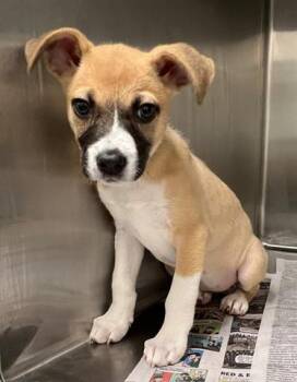 Labrador Retriever and Mixed Breed Dogs Available for Adoption in Houston, Texas - A651386 | PetCurious