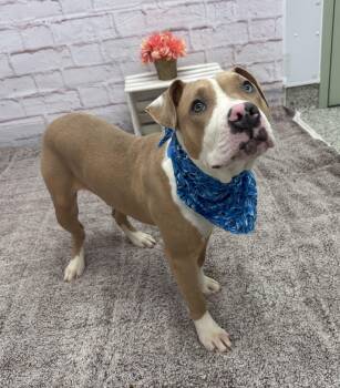 Bull Terrier and Mixed Breed Dogs Available for Adoption - Irish | PetCurious