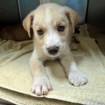 Whisper -  Labrador Retriever and Husky Dog for Adoption in Pasadena, California - Whisper | PetCurious